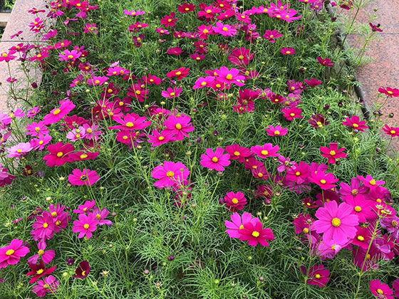 柳州仿生花-设计道路绿化